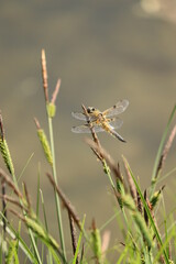 Closeup of a golden dragonfly resting on green grass