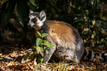 Lemurs in Madagascar