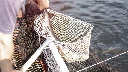 Beautiful big gray fish in the hands of a fisherman of a factory worker. Production and cultivation...