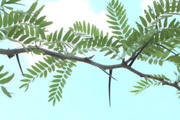 Acacia large thorns