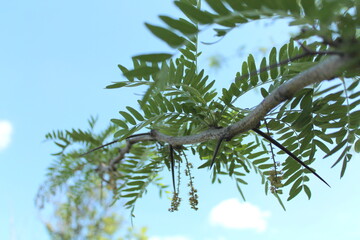 Acacia large thorns