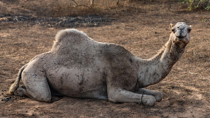 Animals in Senegal