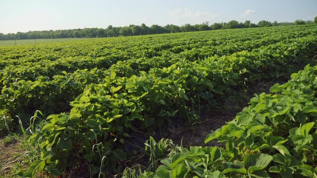 Rows of organic strawberry bushes on the field, slow motion