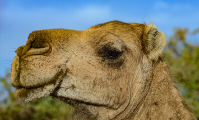 Animals in Senegal