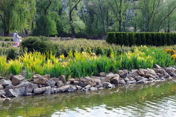 thickets of colorful irises on the banks of the blue river