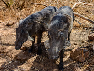 Animals in Senegal