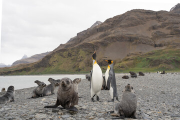 Fur seals in Fortuna Bay with a couple of king penguins in the background, Antarctica.