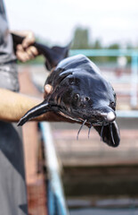 Beautiful big gray fish in the hands of a fisherman of a factory worker. Production and cultivation of sturgeons and beluga on the farm. Fishing theme