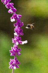 bumblebee pollinating flower