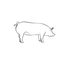 Pig vector lineart