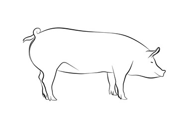Pig lineart