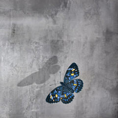 Obraz na płótnie Canvas Beautiful blue and yellow butterfly at concrete wall background. Free space for text.