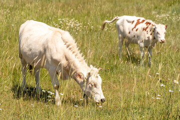 Obraz premium Two cows grazing in a green meadow, one white, the other white with brown spots. Daisies bloom in a meadow on a Sunny summer day. The Year Of The Bull Is 2021. Agriculture and livestock dairy products