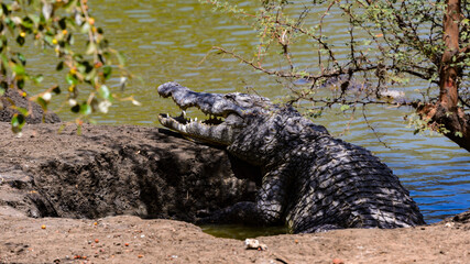 Animals in Senegal