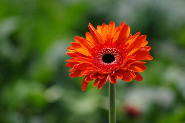 Gerbera 