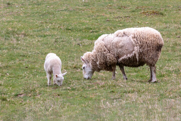 Obraz na płótnie Canvas Sheep ewe and lamb feeding in green field
