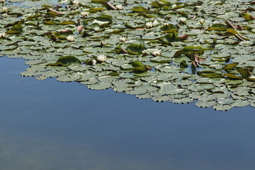 water lilies in a pond