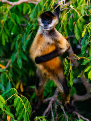 It's Geoffroy's spider monkey, Ateles geoffroyi, also known as black-handed spider monkey
