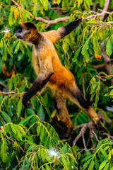 It's Geoffroy's spider monkey