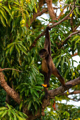 It's Geoffroy's spider monkey, Ateles geoffroyi, also known as black-handed spider monkey