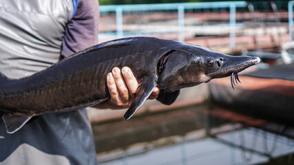 Beautiful big gray fish in the hands of a fisherman of a factory worker. Production and cultivation...