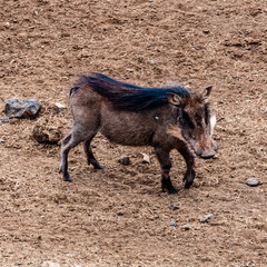 It's Portrait of a boar