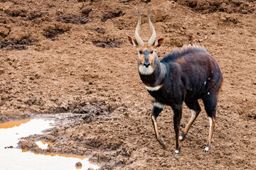 It's Kenyan antelope portrait
