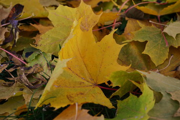 autumn leaves background