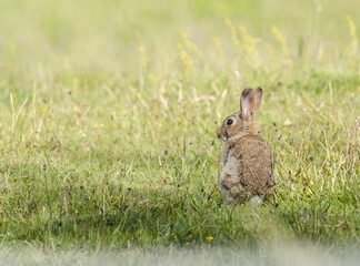 Wild rabbit in green field, England.