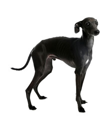 Cute Italian Greyhound dog on white background