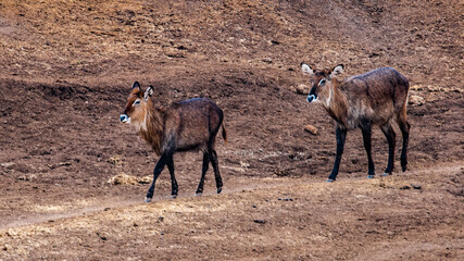 It's Couple of deers walk over the desert in Kenya