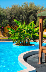 Grecja wyspa Rodos widok na basen, palmę i drzewo oliwne