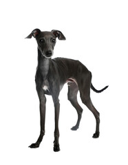Obraz premium Cute Italian Greyhound dog on white background