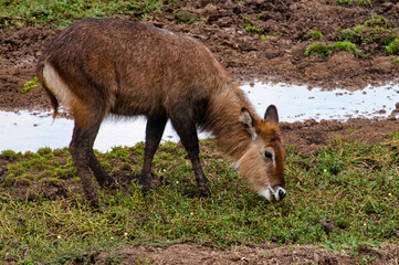 It's Antelope eats grass