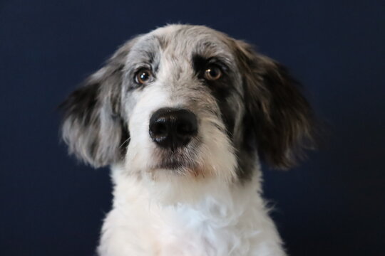 aussiedoodle navy background