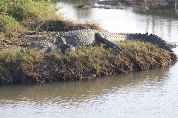 Crocodile In Sri Lanka Yala Wild