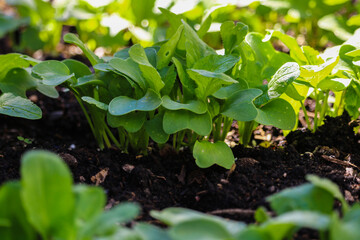 Seedling growing out of the soil in the garden