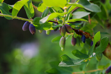 Fototapeta premium Berries hanging from branch