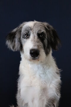 aussiedoodle portrait