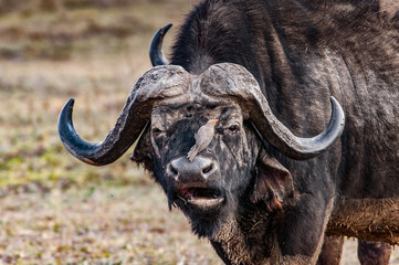 Naklejka premium It's African buffalo in Kenya