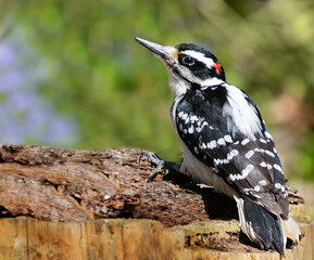 Hairy woodpecker bird on a log