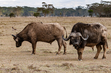 It's Group of buffalos in Kenya, Africa