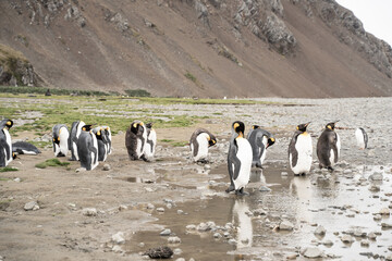 Naklejka premium Group of king penguins in Fortuna Bay and South Georgia, Antarctica
