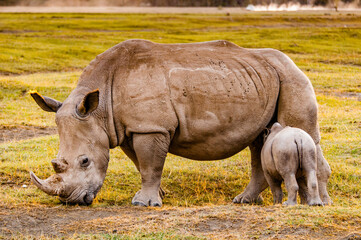 It's Little baby of white rhinoceros and his mother in Kenya, Africa