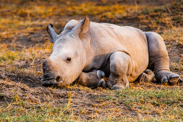 It's Little baby of rhinoceros in Kenya, Africa