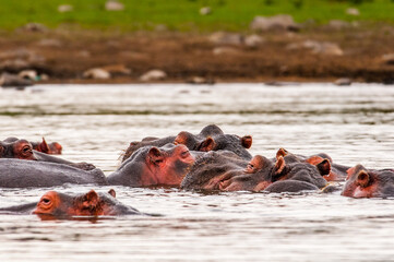 It's Group of hippos in the water in Kenya, Africa