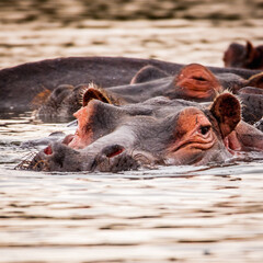It's Group of hippos in the water in Kenya, Africa