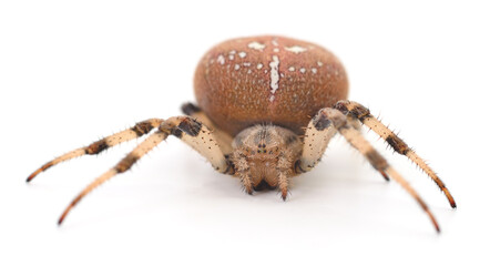 Brown house spider.