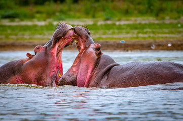 It's Two hippopotamus fight in the water of Kenya
