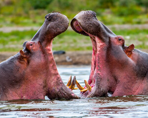 Fototapeta premium It's Close view of two hippopotamus fighting in the water